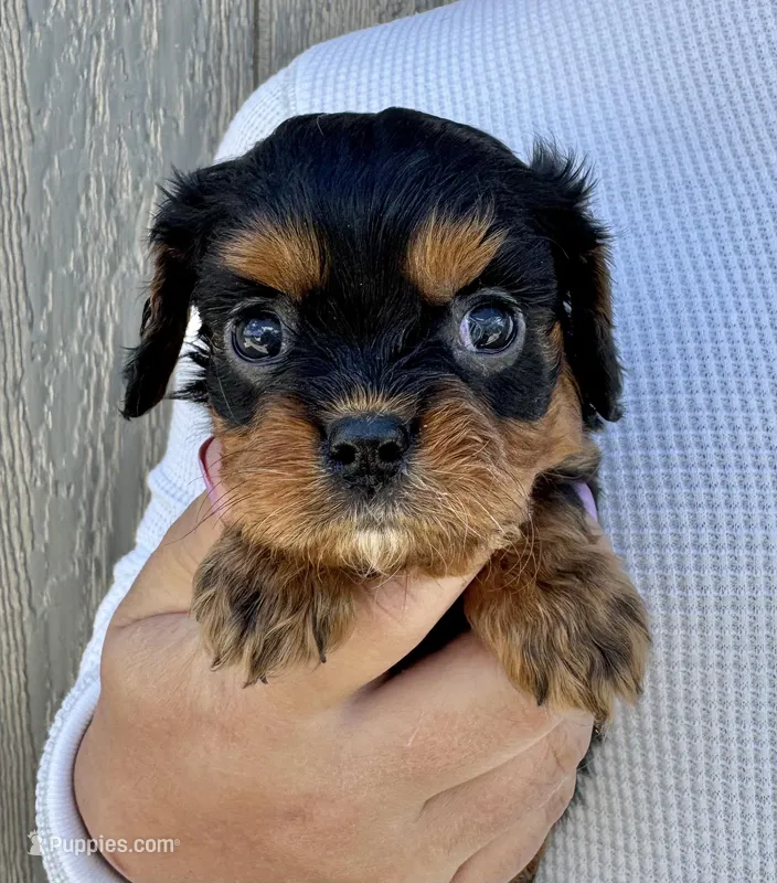 Keebler – Cavalier King Charles Spaniel puppy for sale in Youngstown, OH