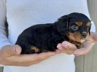 Keebler, a male Cavalier King Charles Spaniel for sale in Youngstown, OH – 10 of 10