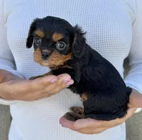 Keebler, a male Cavalier King Charles Spaniel for sale in Youngstown, OH – 5 of 10