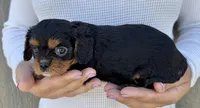 Keebler, a male Cavalier King Charles Spaniel for sale in Youngstown, OH – 8 of 10