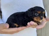 Keebler, a male Cavalier King Charles Spaniel for sale in Youngstown, OH – 9 of 10