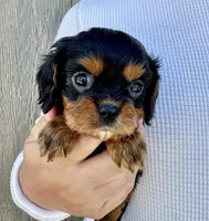 Keebler, a male Cavalier King Charles Spaniel for sale in Youngstown, OH – 4 of 10