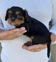 Keebler, a male Cavalier King Charles Spaniel for sale in Youngstown, OH – 3 of 10