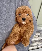 Waffles, a male Cavapoo for sale in Youngstown, OH – Photo 2 of 9