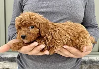 Waffles, a male Cavapoo for sale in Youngstown, OH – Photo 6 of 9
