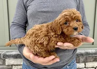Waffles, a male Cavapoo for sale in Youngstown, OH – Photo 5 of 9