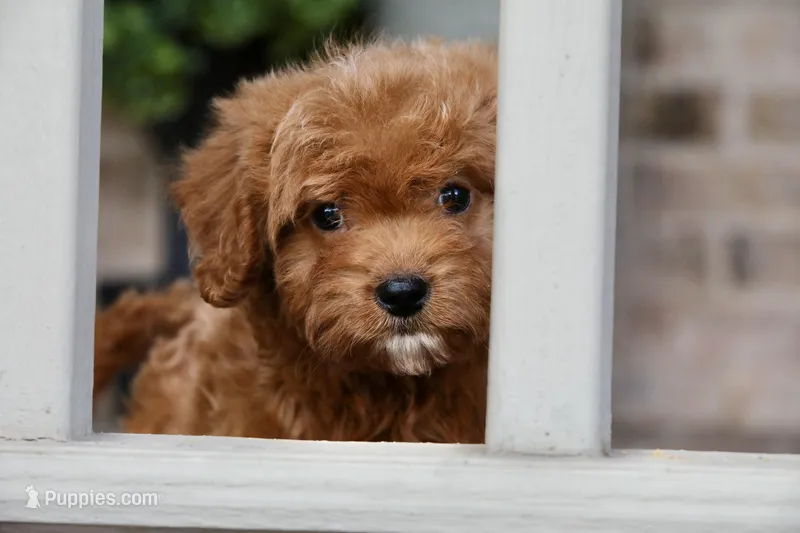 Waffles – Cavapoo puppy for sale in Youngstown, OH