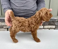 Waffles, a male Cavapoo for sale in Youngstown, OH – Photo 7 of 9