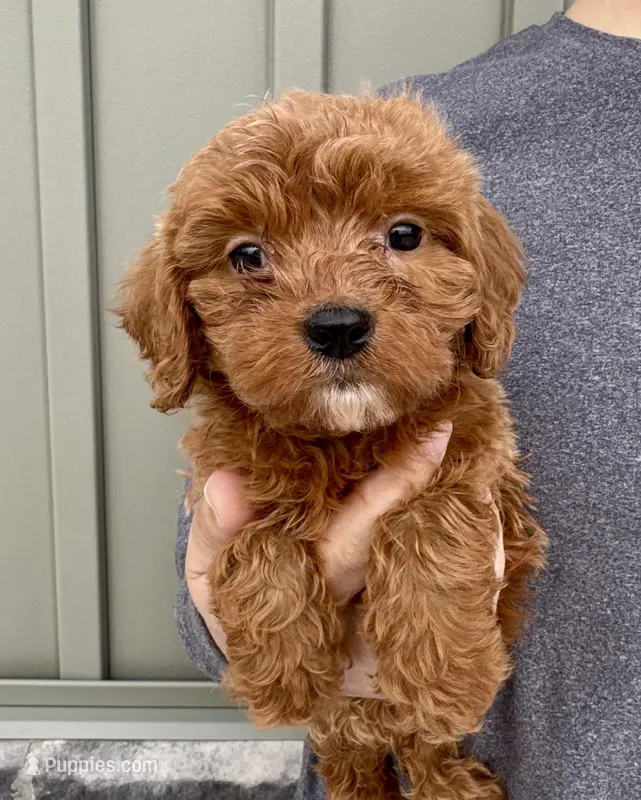 Waffles – Cavapoo puppy for sale in Youngstown, OH