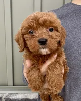 Waffles, a male Cavapoo for sale in Youngstown, OH – Photo 1 of 9