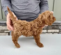 Waffles, a male Cavapoo for sale in Youngstown, OH – Photo 8 of 9