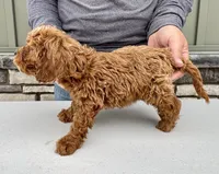 Waffles, a male Cavapoo for sale in Youngstown, OH – Photo 9 of 9