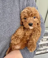 Waffles, a male Cavapoo for sale in Youngstown, OH – Photo 4 of 9