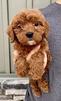 Waffles, a male Cavapoo for sale in Youngstown, OH – Photo 3 of 9