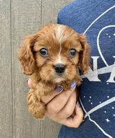 Clifford, a male Cavalier King Charles Spaniel for sale in Youngstown, OH – 2 of 7