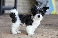 Rosie, a female Shichon for sale in Youngstown, OH – Photo 9 of 9