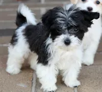 Rosie, a female Shichon for sale in Youngstown, OH – Photo 5 of 9