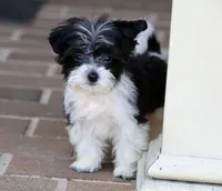 Rosie, a female Shichon for sale in Youngstown, OH – Photo 8 of 9