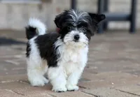 Rosie, a female Shichon for sale in Youngstown, OH – Photo 4 of 9