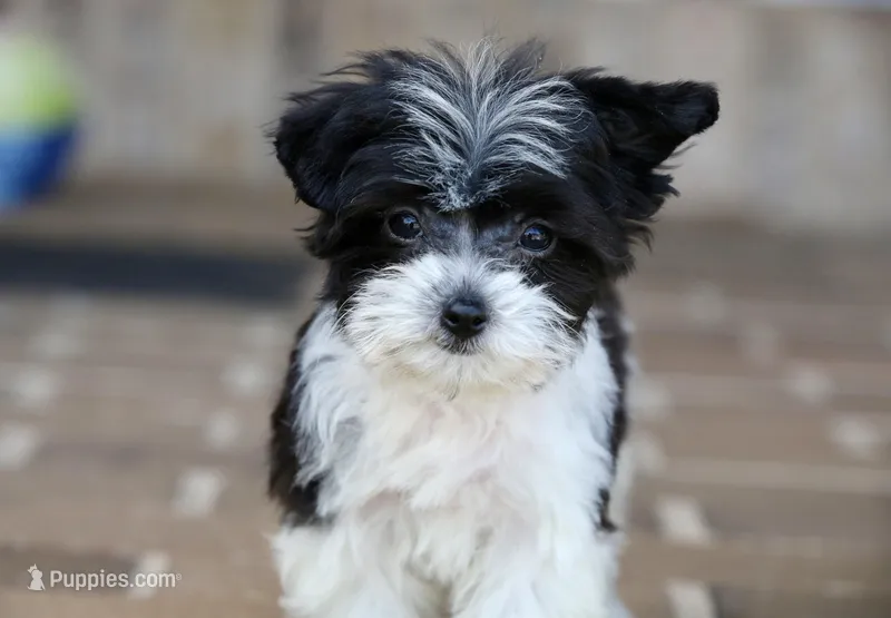 Rosie – Shichon puppy for sale in Youngstown, OH