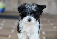 Rosie, a female Shichon for sale in Youngstown, OH – Photo 1 of 9