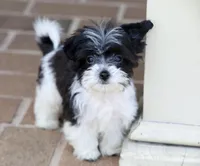 Rosie, a female Shichon for sale in Youngstown, OH – Photo 2 of 9