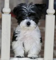 Rosie, a female Shichon for sale in Youngstown, OH – Photo 7 of 9