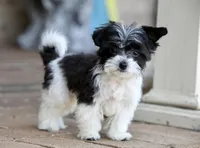 Rosie, a female Shichon for sale in Youngstown, OH – Photo 6 of 9