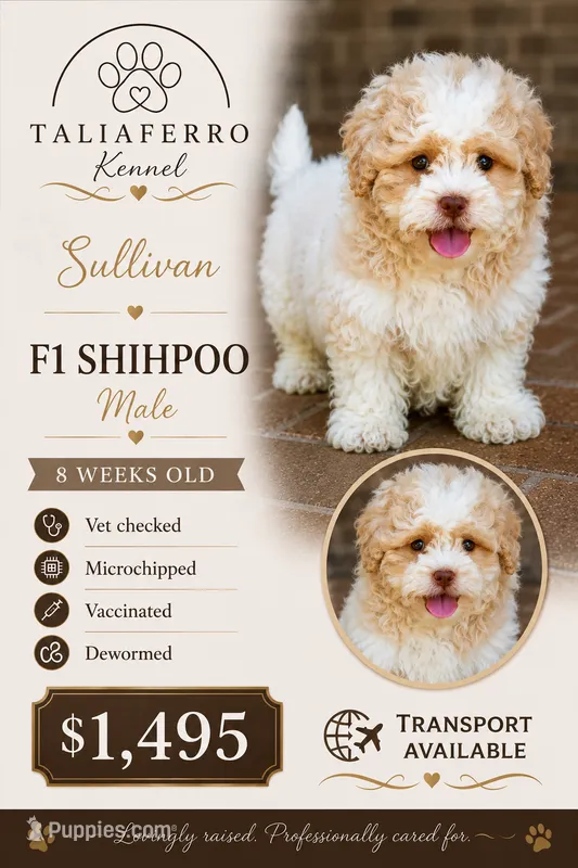 Sullivan – Shihpoo puppy for sale in Youngstown, OH