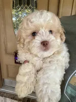 Sullivan, a male Shihpoo for sale in Youngstown, OH – 10 of 10