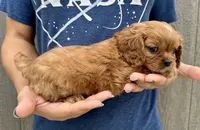 Penny, a female Cavalier King Charles Spaniel for sale in Youngstown, OH – 9 of 10