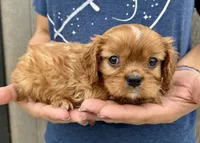 Rusty, a male Cavalier King Charles Spaniel for sale in Youngstown, OH – 8 of 9