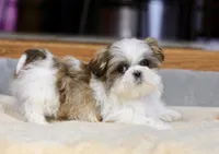Wylee, a male Shih Tzu for sale in Youngstown, OH – Photo 6 of 10