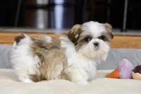 Wylee, a male Shih Tzu for sale in Youngstown, OH – Photo 10 of 10