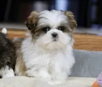 Wylee, a male Shih Tzu for sale in Youngstown, OH – Photo 1 of 10