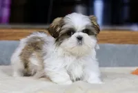 Wylee, a male Shih Tzu for sale in Youngstown, OH – Photo 3 of 10