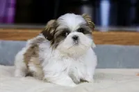 Wylee, a male Shih Tzu for sale in Youngstown, OH – Photo 2 of 10