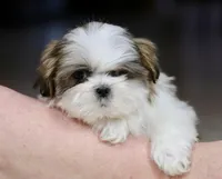 Wylee, a male Shih Tzu for sale in Youngstown, OH – Photo 4 of 10
