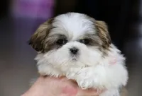 Wylee, a male Shih Tzu for sale in Youngstown, OH – Photo 7 of 10