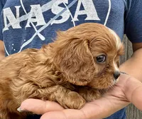 Clifford, a male Cavalier King Charles Spaniel for sale in Youngstown, OH – 4 of 7