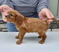 Gnocchi, a male Cavalier King Charles Spaniel for sale in Youngstown, OH – Photo 7 of 10