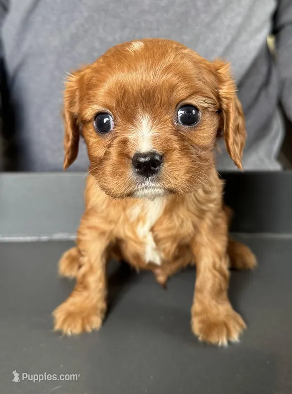 Gnocchi – Cavalier King Charles Spaniel puppy for sale in Youngstown, OH