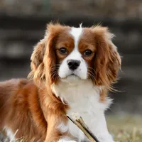 Gnocchi, a male Cavalier King Charles Spaniel for sale in Youngstown, OH – Photo 8 of 10