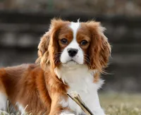 Gnocchi, a male Cavalier King Charles Spaniel for sale in Youngstown, OH – Photo 8 of 10