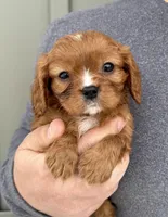 Gnocchi, a male Cavalier King Charles Spaniel for sale in Youngstown, OH – Photo 1 of 10