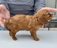 Gnocchi, a male Cavalier King Charles Spaniel for sale in Youngstown, OH – Photo 6 of 10