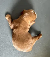 Gnocchi, a male Cavalier King Charles Spaniel for sale in Youngstown, OH – Photo 5 of 10