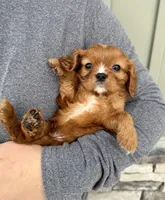 Gnocchi, a male Cavalier King Charles Spaniel for sale in Youngstown, OH – Photo 3 of 10