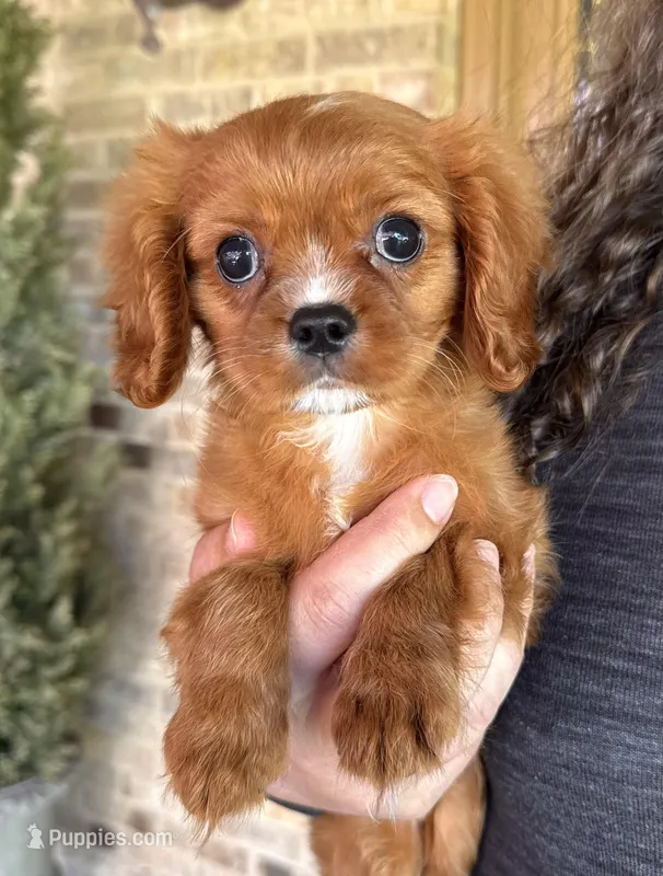 Gnocchi – Cavalier King Charles Spaniel puppy for sale in Youngstown, OH