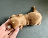 Gnocchi, a male Cavalier King Charles Spaniel for sale in Youngstown, OH – Photo 4 of 10